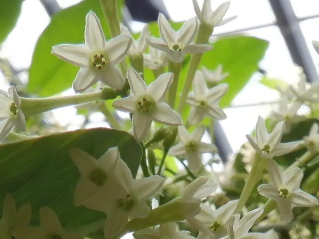 Cestrum nocturnum