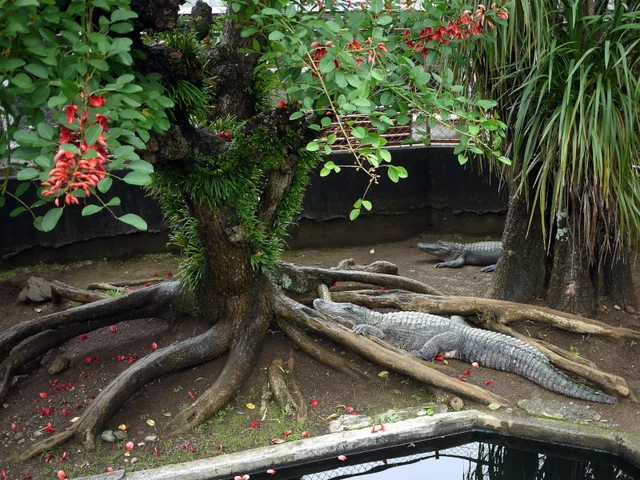 アメリカデイゴ