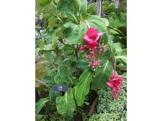 華麗野牡丹藤