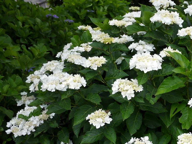 額绣球花 波西花束