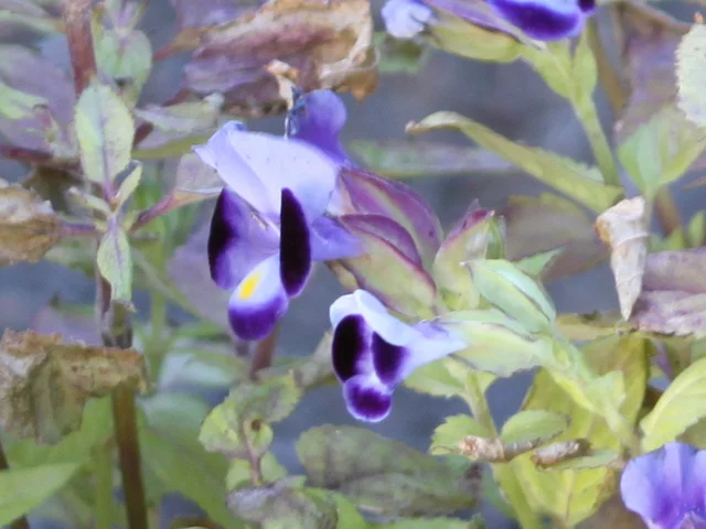 Torenia fournieri