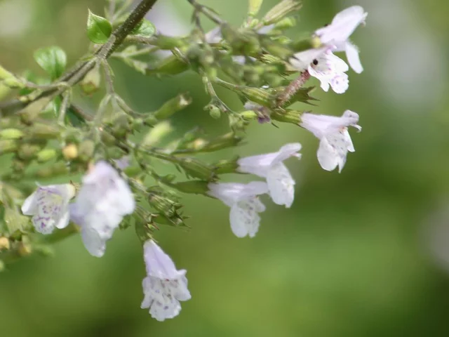 Calamintha nepeta
