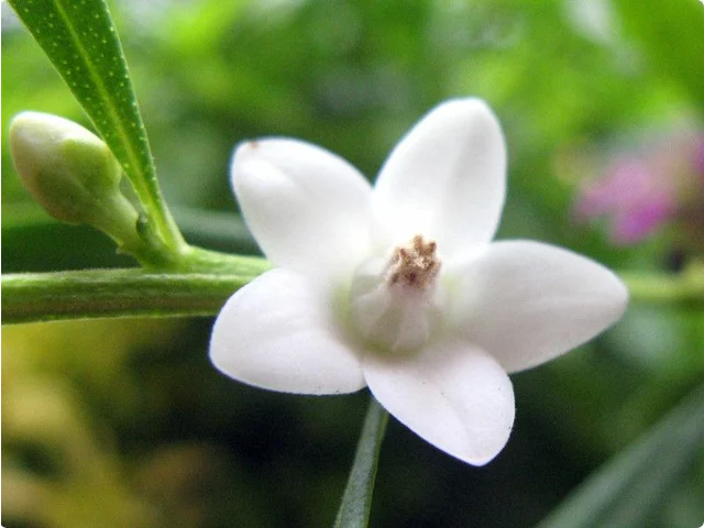 克羅威花