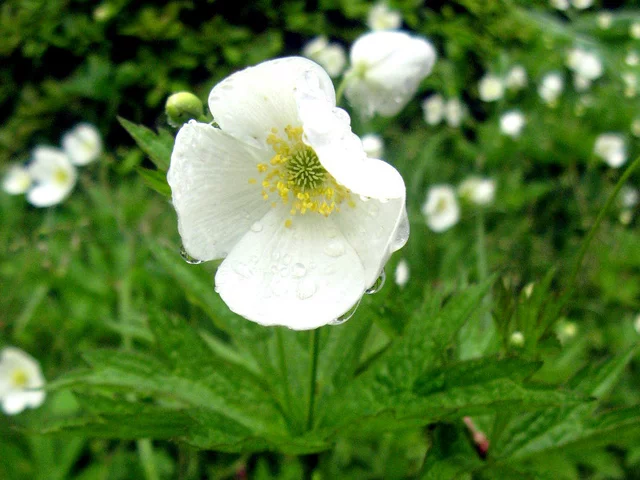 Anemone dichotom