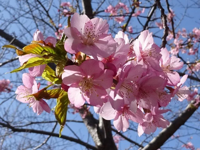河津樱花