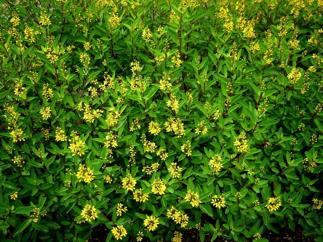 Galphimia gracilis
