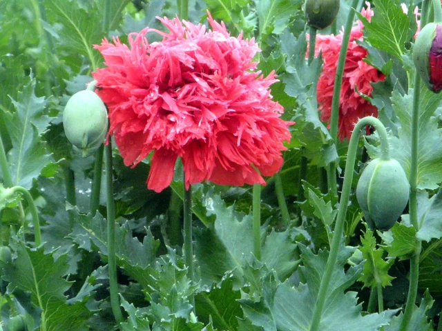 Papaver somniferum