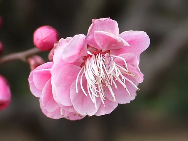 ウメ