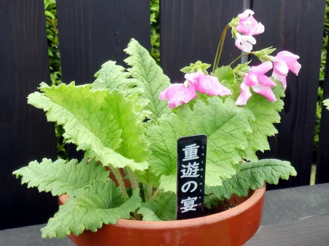 Primrose 'Sasanaki'