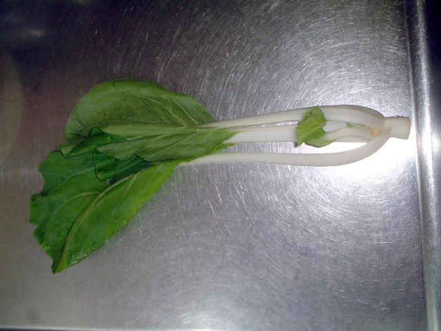 Pak Choi