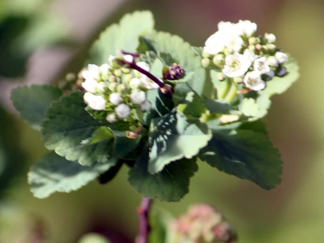 Spiraea dasyantha