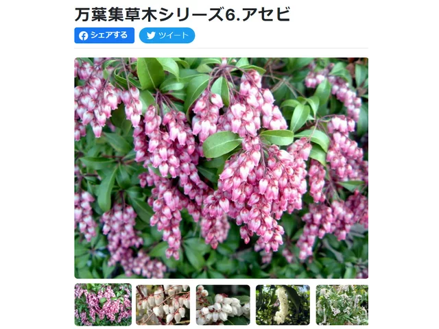 アセビ