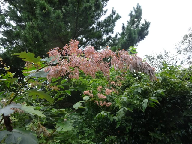 Macleaya cordata