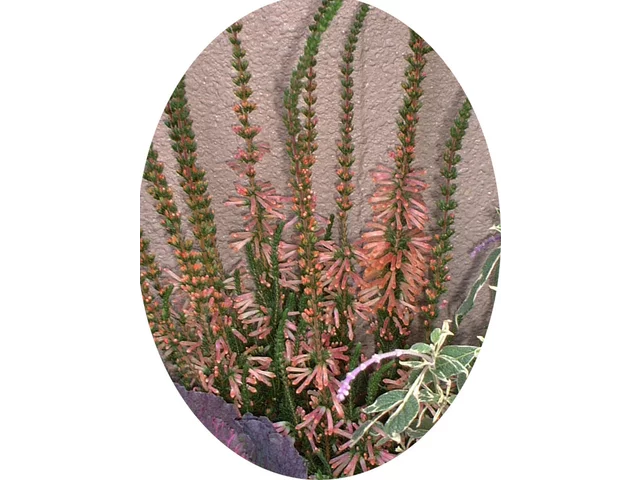 Erica hiemalis 'Christmas Parade'