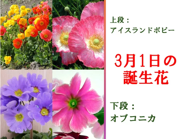 プリムラ・オブコニカ