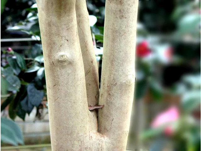 Camellia yuhsienensis