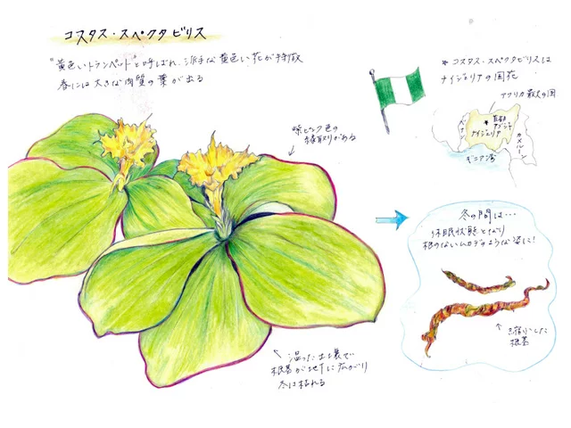 Spiralis ginger
