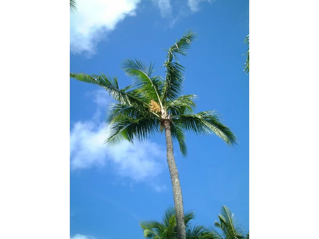 ココヤシ
