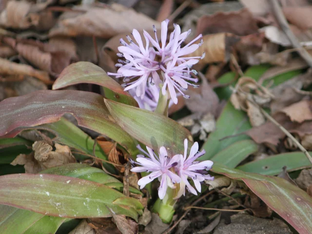 Heloniopsis orientalis