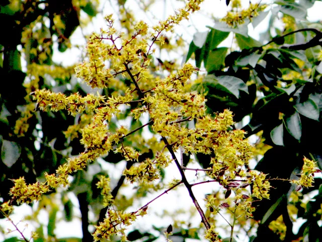Chinese flame tree