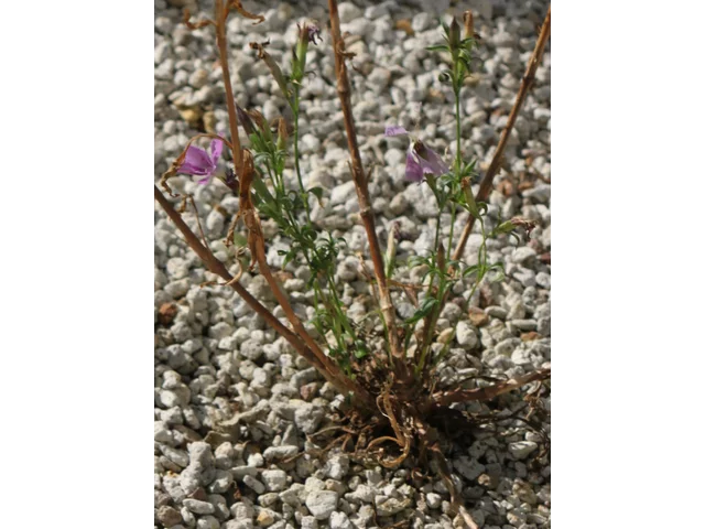 Dianthus