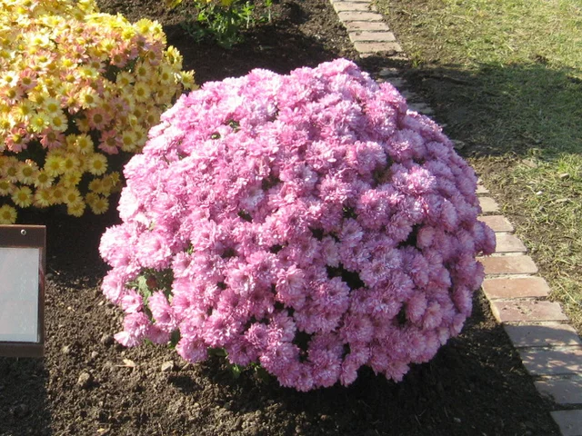 菊 ドーム菊