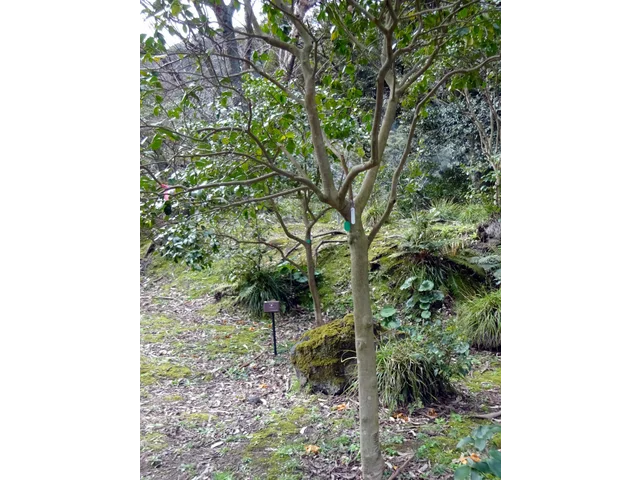 山茶花 曙