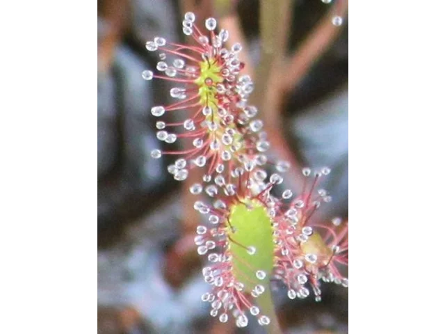 长叶茅膏菜