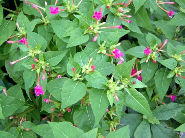 Mirabilis jalapa