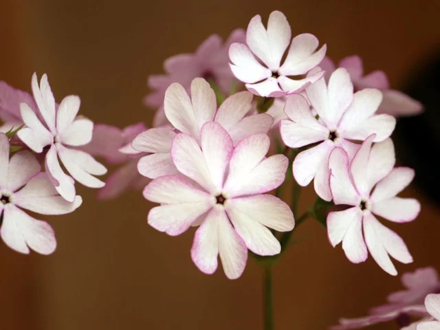 Primrose 'Sasanaki'