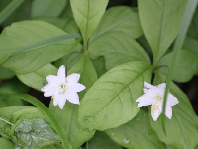 Trientalis Europaea