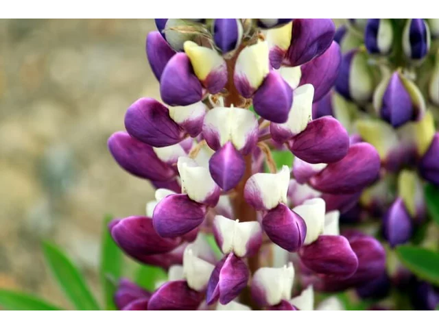 Lupinus polyphyllus