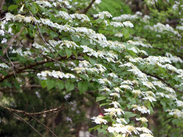 ヤブデマリ