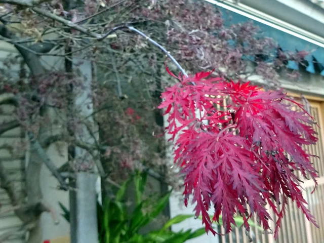 紅葉 紅枝垂