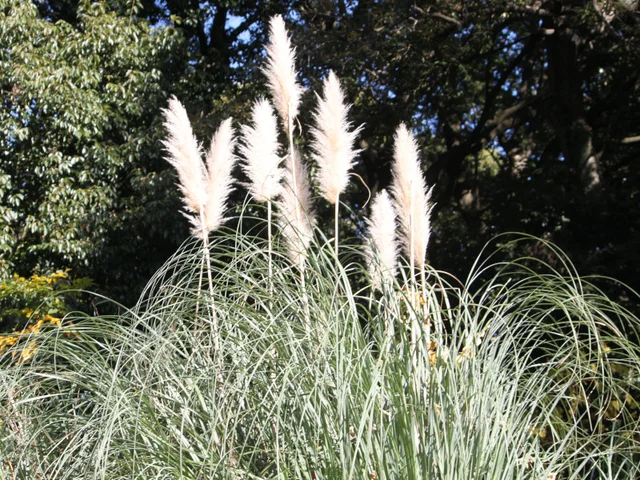Pampas grass