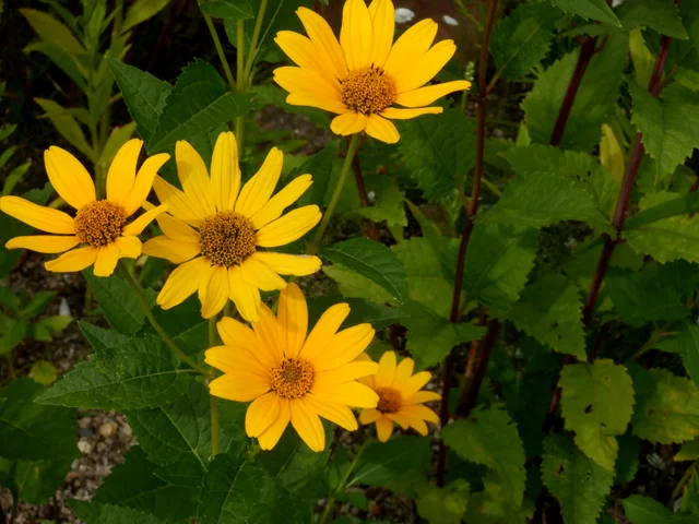 Heliopsis helianthoides