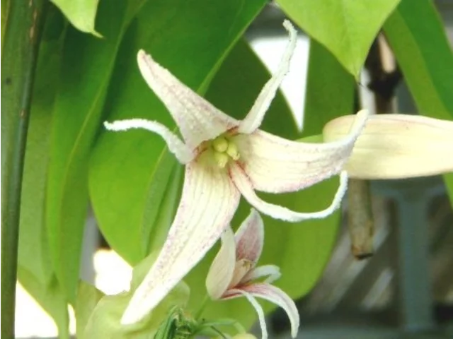 石月
