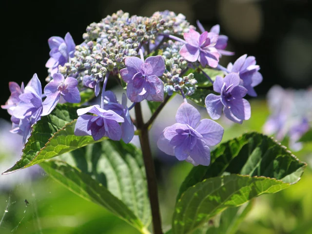 額紫陽花 '城ケ崎'