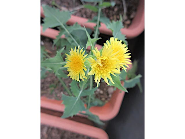 ノゲシ