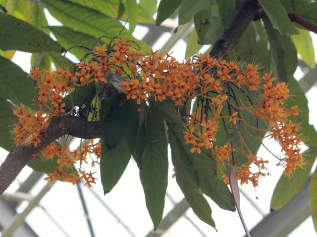 Ashoka tree