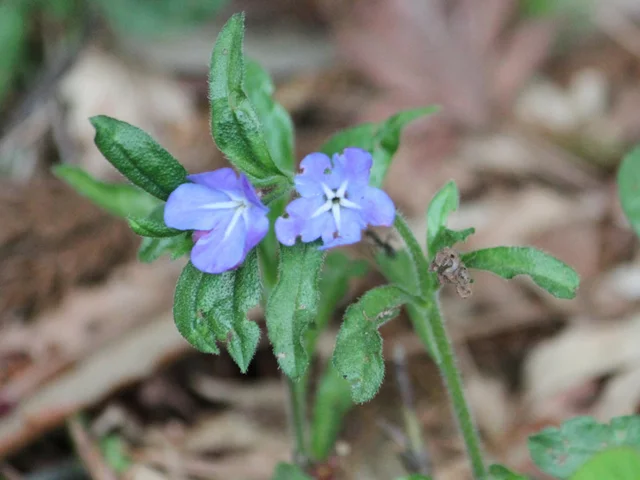 Lithospermum zollingeri