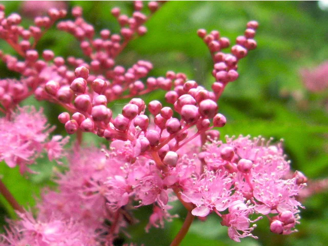 Filipendula multijuga