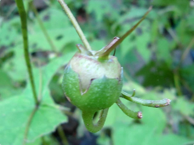 キツリフネ