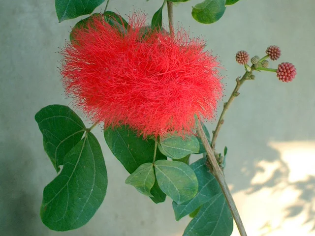 朱缨花