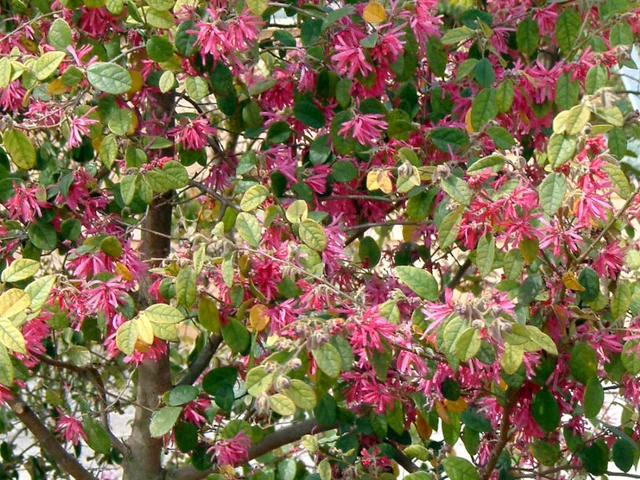 Chinese fringe flower