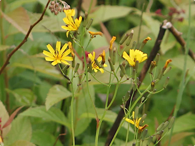 大花齒葉苦蕒菜