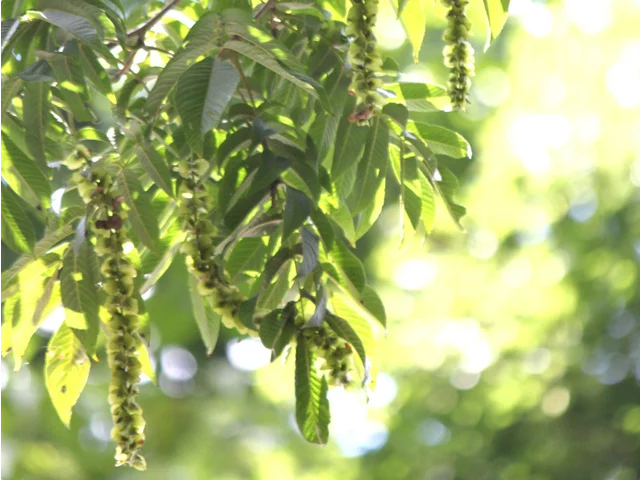 Pterocarya rhoifolia