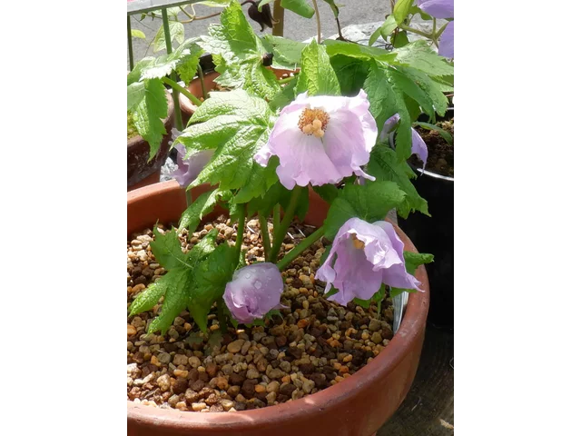 Glaucidium palmatum