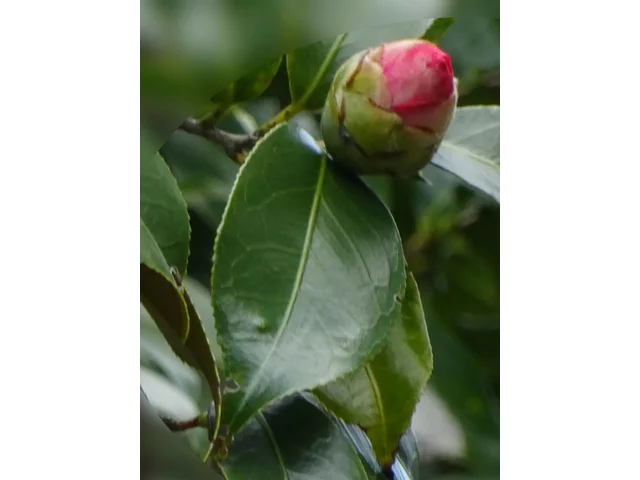 Camellia Akashigata