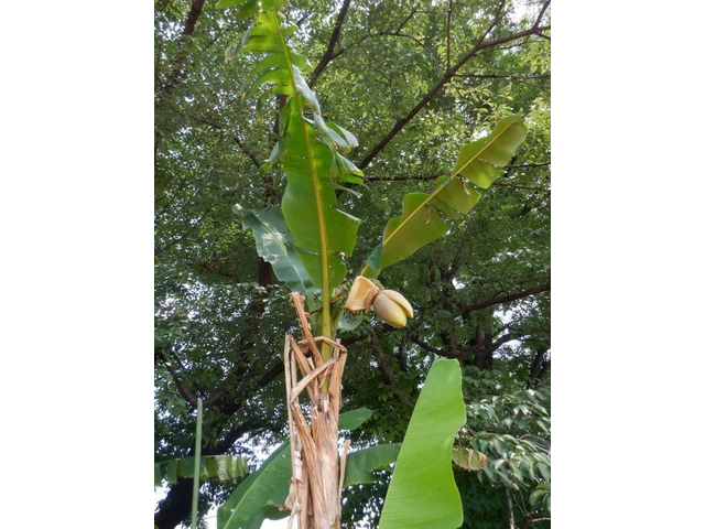 芭蕉